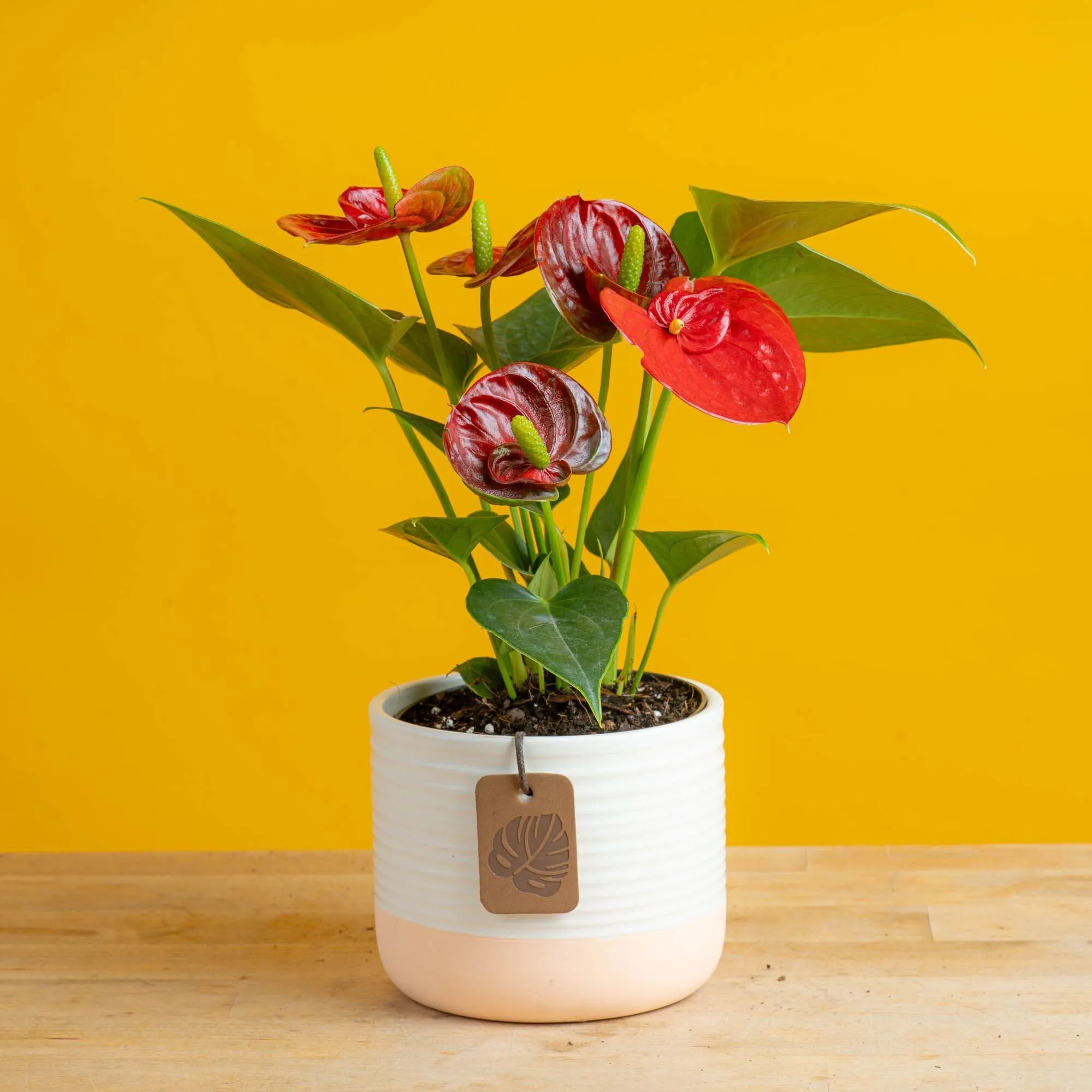 Anthurium