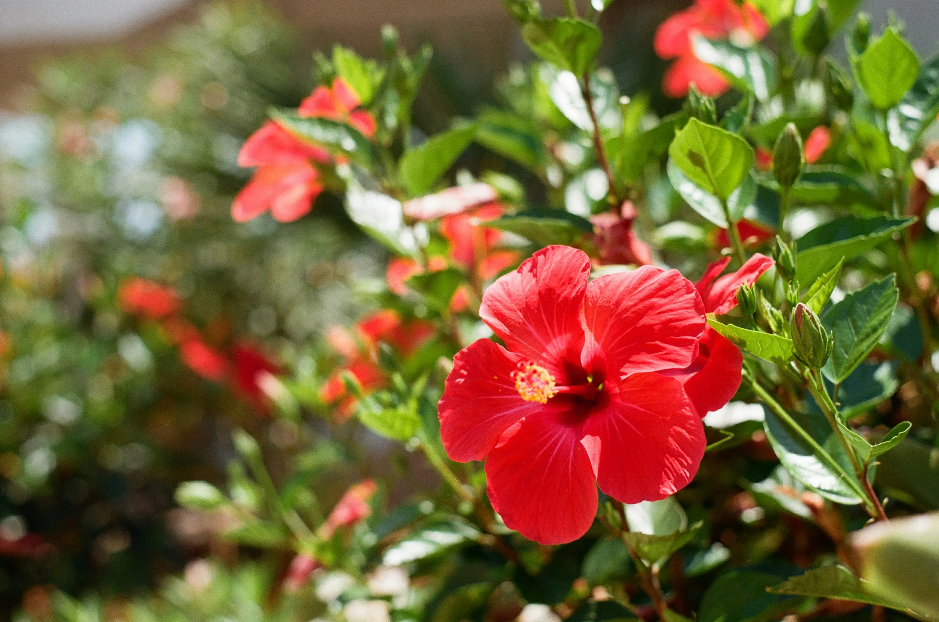 Hibiskus