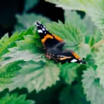 infuzija-tega-plevela-najboljse-gnojilo-za-zelenjavne-pridelke-kako.webp.webp