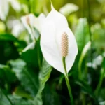 kako-doma-gnojiti-spathiphyllum-3-najboljsa-gnojila-za-vaso-kuhinjo.webp.webp