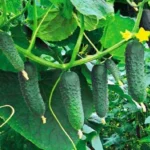 kako-hraniti-kumare-da-ne-bodo-grenke.webp.webp