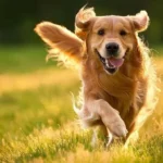 kako-lahko-ljudje-nenamerno-skrajsamo-zivljenje-svojega-psa-veterinar-nasteva.webp.webp