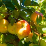 kako-povecati-pridelek-jabolk-za-poldrugi-do-dvakrat-potrebujete-le.webp.webp