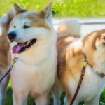 pametni-in-zadrzani-veterinar-poimenoval-4-pasme-psov-ki-so.webp.webp