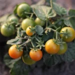 pri-kaksni-temperaturi-se-lahko-kumare-paradiznik-in-paprika-ze.webp.webp