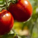ta-infuzija-plevela-vam-bo-pomagala-pridelati-trojni-pridelek-velikih.webp.webp