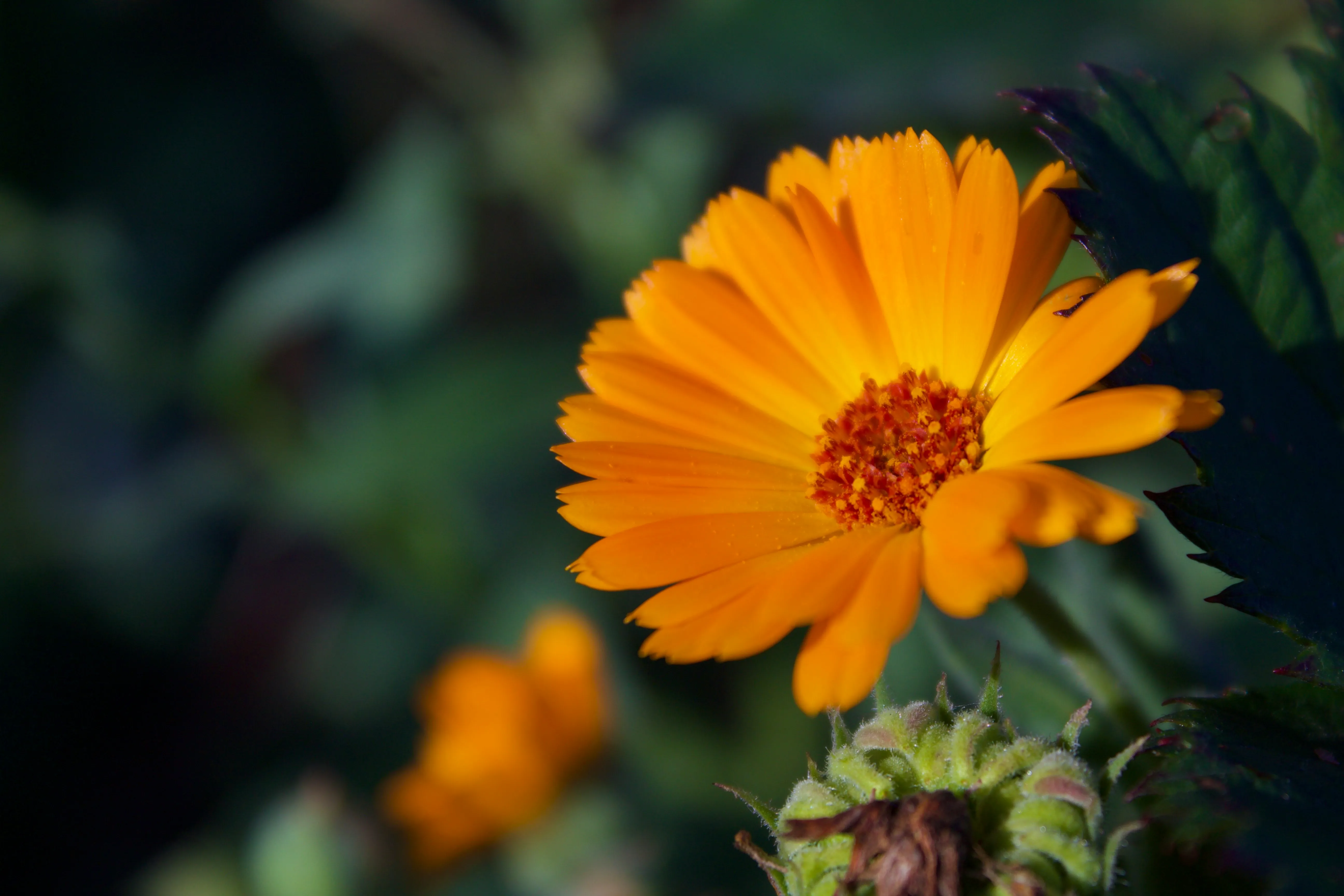 Calendula