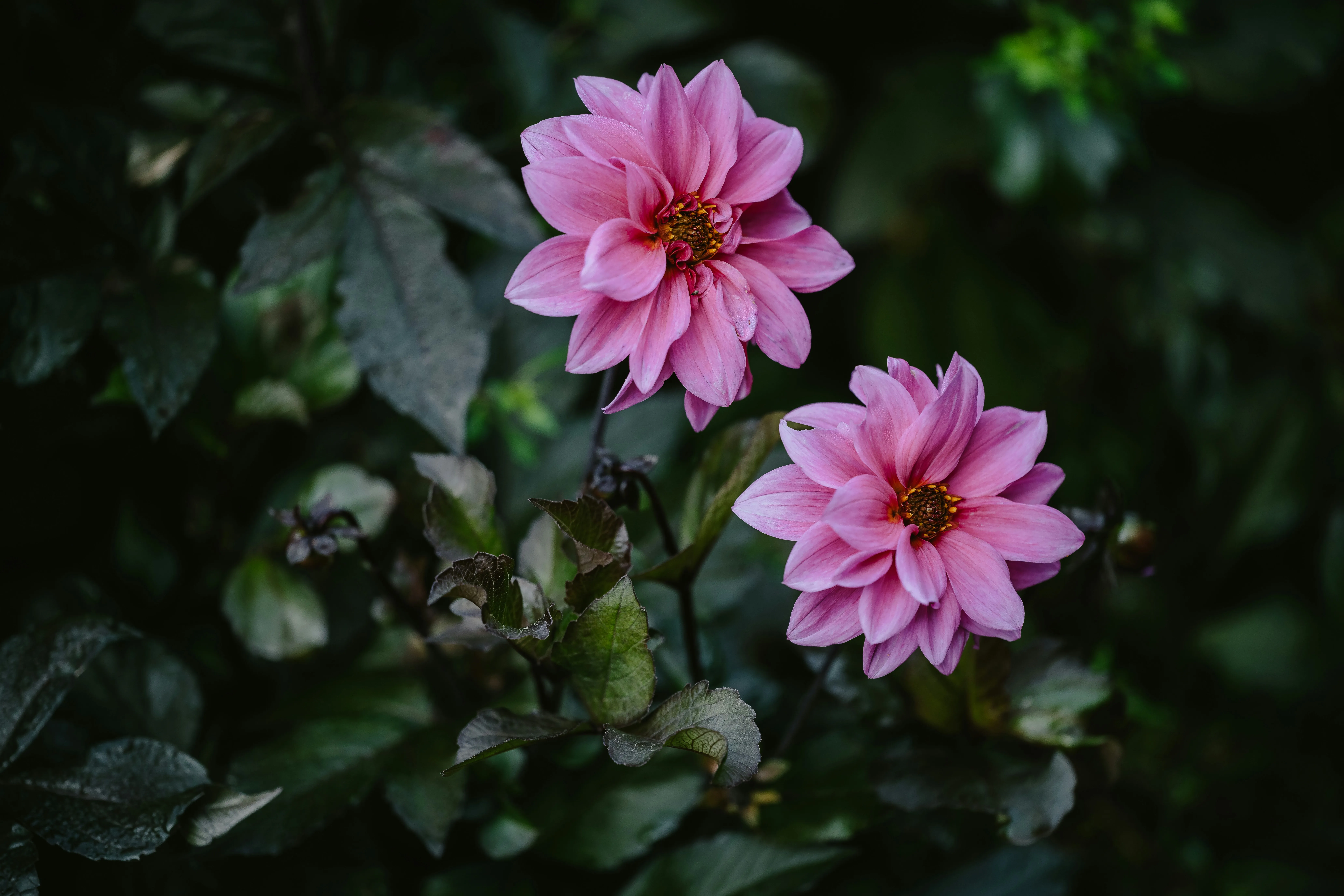 Dahlije