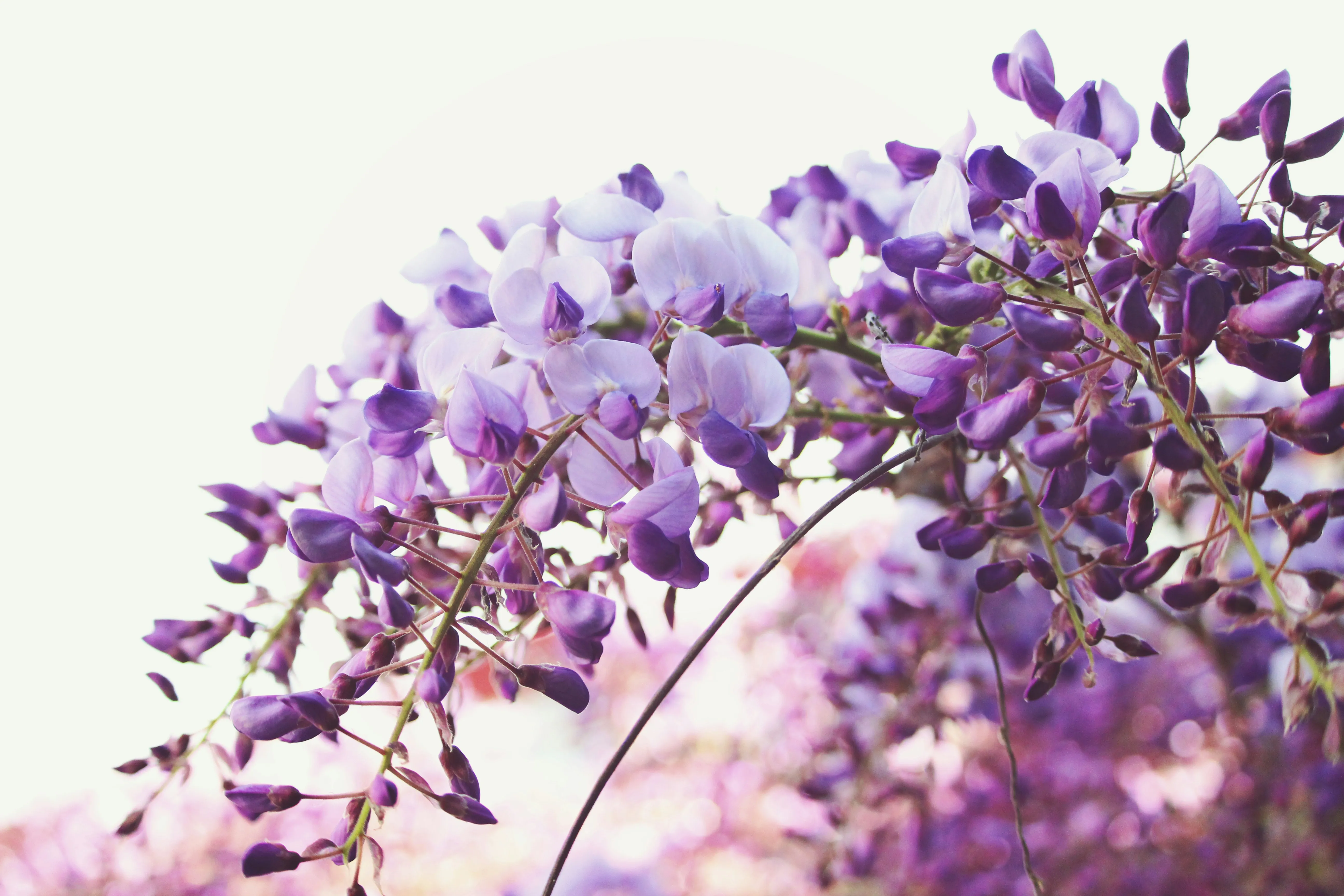 Wisteria