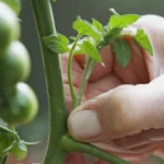 kako-pravilno-preloziti-paradiznik-za-dobro-letino-nasveti-in-znacilnosti.webp.webp